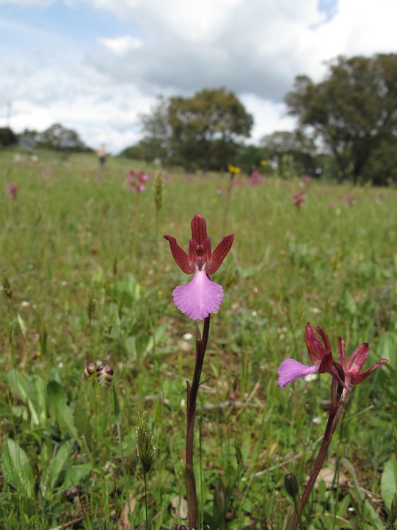 Anacamptis papilionacea